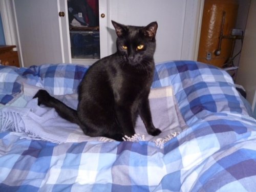 Missing black cat